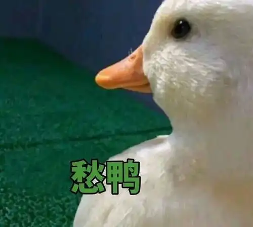 鸭表情包原版鸭鸭