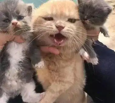  猫咪不愿承认自己的娃,面对主人的逼迫满脸嫌弃,这个表情绝了