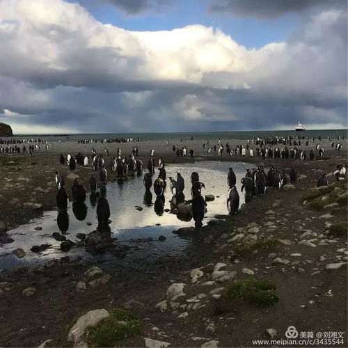  南极之旅四南乔治亚岛王企鹅的栖息地