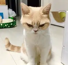  自带生气表情的猫咪,全世界都欠它一条小鱼干