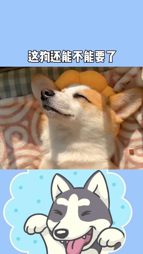  这狗还能不能要了柯基