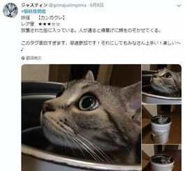  一堆怪癖猫排行,真是超稀奇,超沙雕
