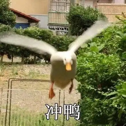  冲鸭杰尼龟表情包杰尼龟冲鸭表情