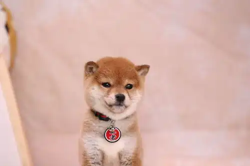 狗东西表情包柴犬