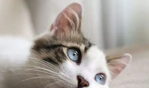 打滚表情包猫猫呼噜