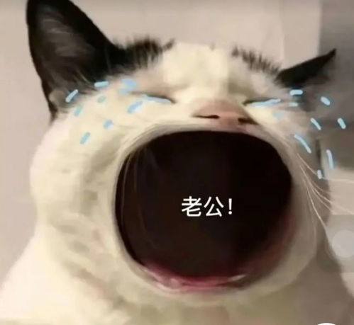  猫咪张大嘴巴喊老公妈妈老婆