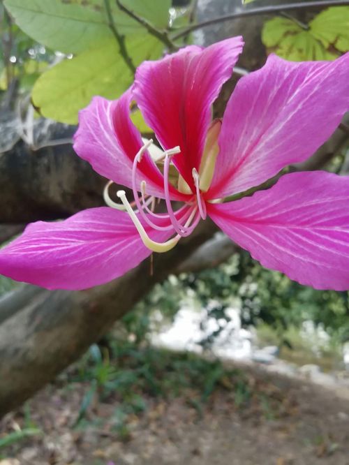  不同生肖,幸运花也不同,你的幸运花是哪种