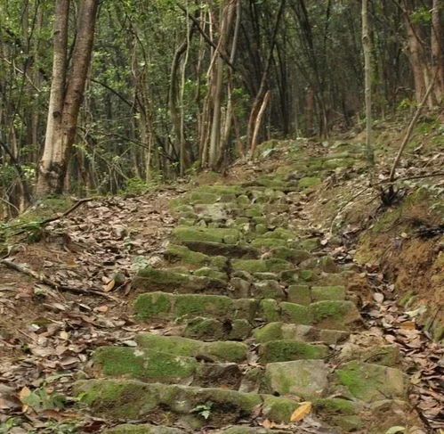  假期去哪玩浦江21条绝美古道等你来探索