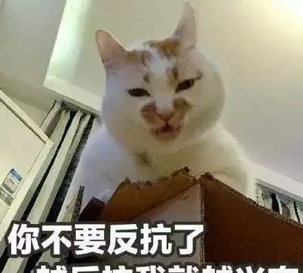  这些猫实在太热情了,铲屎官都不知该哭,还是该笑了