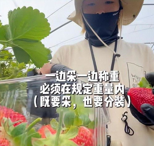  四川女生澳洲农场打工,早上4点摘草莓,时薪29澳元,生活很充实