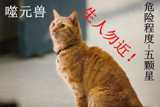 猫咪恶搞表情包噬元兽