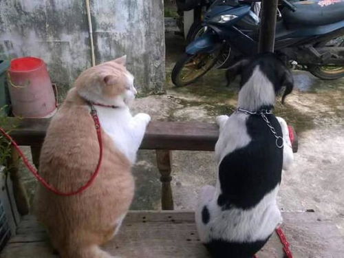 猫猫狗狗表情包古牧