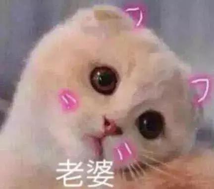 小萌狼嗷呜表情包猫咪