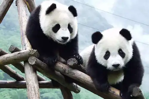  揭秘即将来莞大熊猫是史前文明