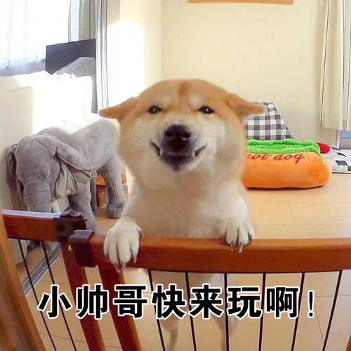  沙雕喵星人汪星人的表情包,你是要笑死我