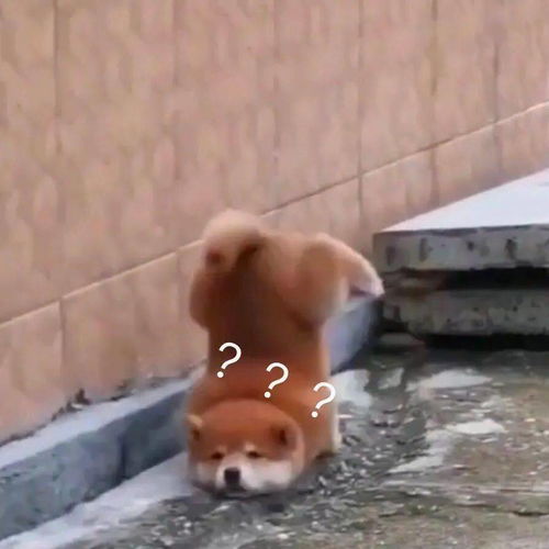 熊二p成狗表情包