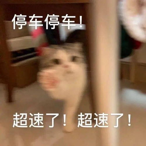  可爱小猫咪表情包奇怪的知识点又增加了