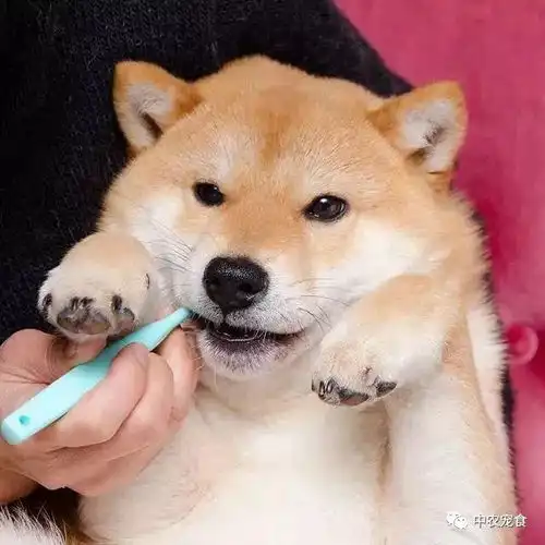  视频家有可爱柴犬,爱做保姆爱刷牙