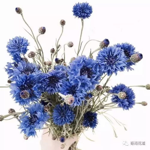  全面解读12星座,你知道自己的幸运花是哪个吗