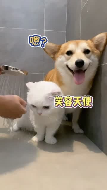  猫咪和狗狗第一次一起洗澡,笑容真灿烂,好可爱