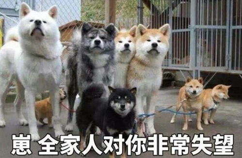  班主任是自己亲妈,是种什么体验一只常年给猴看的鸡