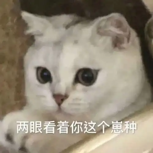  热门表情包图片猫和老鼠等着你