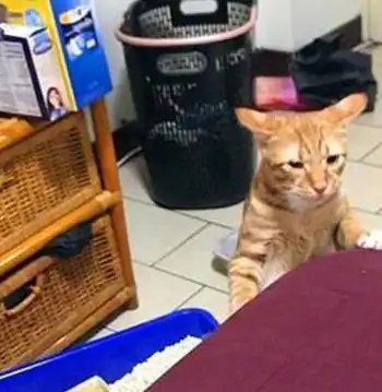 猫猫劈叉表情包