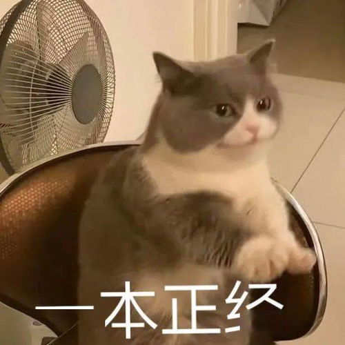 一本正经