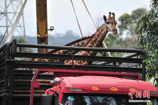  giraffesmovehouse