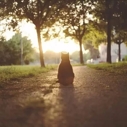 猫咪的背影感觉像个小天使好萌