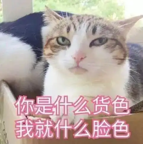  萌系表情包搞笑的小猫咪成为了表情包