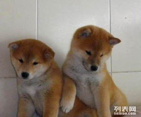 表情包是秋田还是柴犬纯