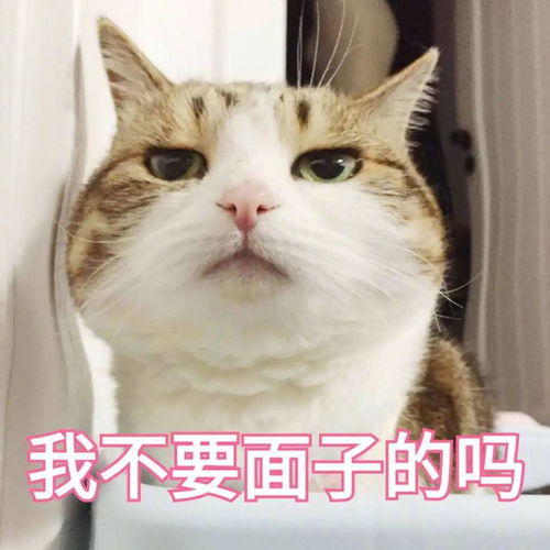  吸猫一时爽,养猫一直爽奉劝你千万不要惹一只猫生气,不然宠爱国际