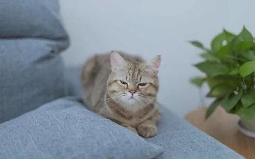 委屈猫表情包大全十二圣