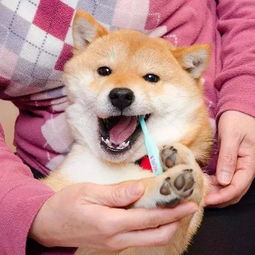 表情包是秋田还是柴犬刷