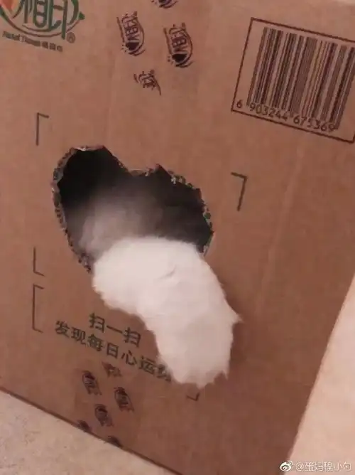  网友给了猫一个箱子,猫竟高兴到表情管理失败,哈哈...