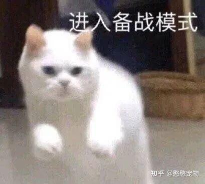 害羞表情包素材母狗