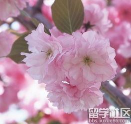  樱花花语