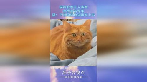  猫咪听到主人咳嗽,表情逐渐惊恐,猫下顿的猫粮还能吃上吗