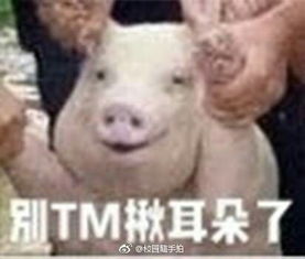  洪水肆虐小猪被拯救开心爽笑图瞬间爆红