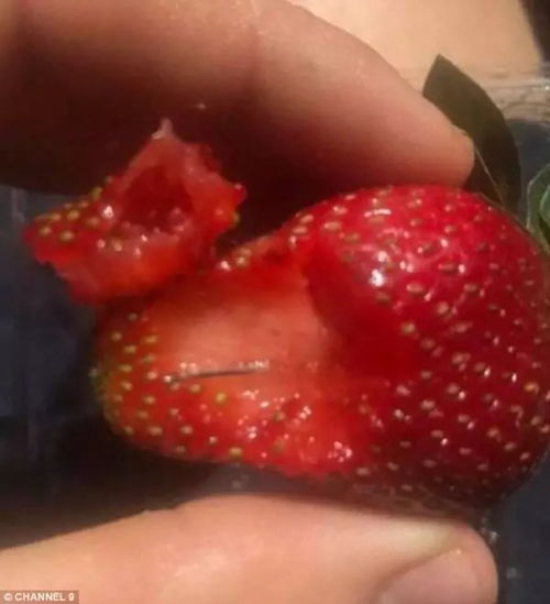  又一家连锁超市下架草莓草莓藏针事件破坏性持续加大第五个州府遭殃