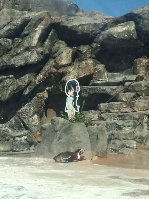  动物园里一只企鹅,爱上了园里的人形小姐姐纸板