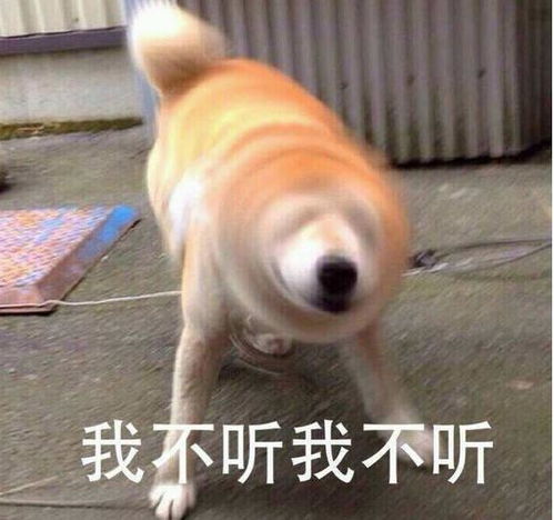  养狗人最讨厌听到的6句话,太气人了教你硬核回怼