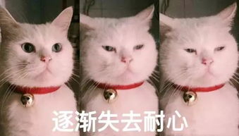 亲死你表情包猫咪