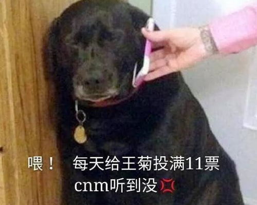  难道全世界有才华的人都粉上王菊了吗