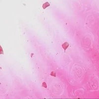  樱花飘落简约头像微信头像图片大全