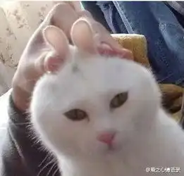  装兔子的猫哈哈