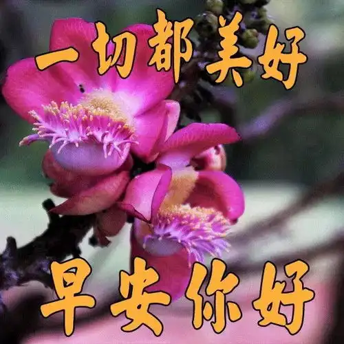 早早上好表情包十二圣