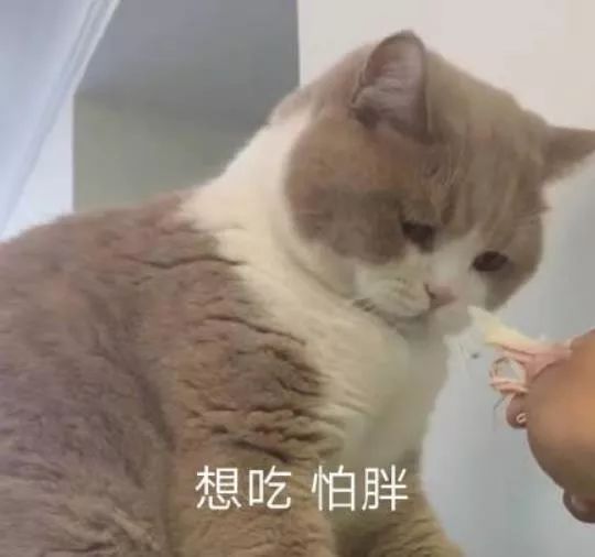  猫表情包什么都是他们的,我这个胖子连脖子都没有