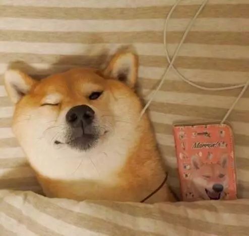  狗狗虽可爱,接触需谨慎